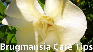 Brugmansia Angels Trumpet Care Tips [upl. by Dronski]