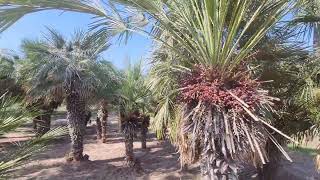 Lachish River Park israel Ashdod zoo [upl. by Earley]