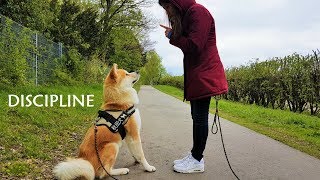 AKITA INU  Discipline  秋田犬 [upl. by Aluino]