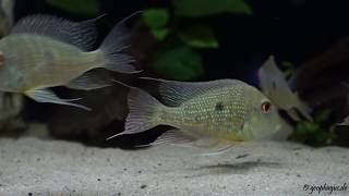 Geophagus cf abalios Caqueta [upl. by Wolford]