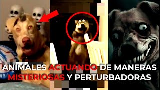 ANIMALES ACTUANDO DE MANERAS MISTERIOSAS Y PERTURBADORAS 💀 [upl. by Fisken116]