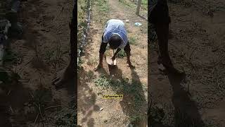 raithu farmlife youtube villagelife farmlifestyle [upl. by Ondrea]