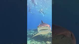 Dream Dive Scuba with Tiger Sharks🦈💦🌞🐬🦈🤿🌊shorts youtubeshorts shortsfeed viralvideo trending [upl. by Hulen]