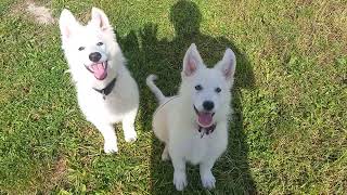 berger blanc suisse sortie chiot de rookie [upl. by Dowski391]