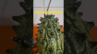 Kiwano Melon  African Horned Melon [upl. by Aicats]