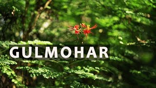 Gulmohar Features and Uses  All You Need to Know About Gulmohar [upl. by Tab]