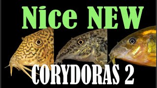 New Corydoras Guide 2  10 more interesting Corydoras catfish  CW160 CW198 fulleri  more [upl. by Dee96]