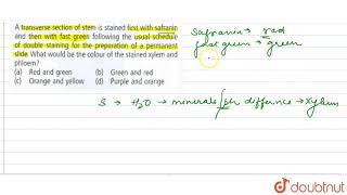 A transverse section of stem is stained first with safranin and then with fast green [upl. by Rap799]