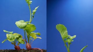 Radish TimeLapse  68 days  Soil cross section [upl. by Madigan]