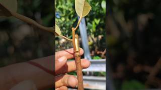 Graft durian rootstock in pot shorts [upl. by Haymo110]