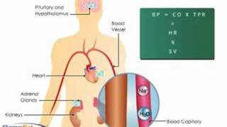 Aldosterone Action on the Kidney [upl. by Einotna429]