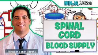 Neurology  Spinal Cord Blood Supply [upl. by Alric387]