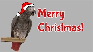 Einstein the Talking Texan Parrot and Santa have a chat [upl. by Euphemia]