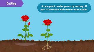 Types of Reproduction in Plants [upl. by Ravilob959]