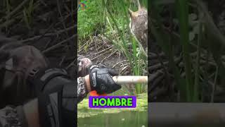 Estaba herido en medio de un lago hasta que 😢😢 reflexiones animales historiareal rescate [upl. by Deys498]