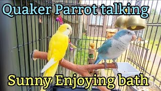 Quaker Parrot Talking  Monk Parakeet is Having a Bath  Parrots Having Fun 🦜🦜 [upl. by Krilov]