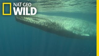 Blue Whales 101  Nat Geo Wild [upl. by Eahsat952]