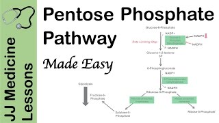 Pentose Phosphate Pathway  Regulation Purpose and Importance in Human Health [upl. by Castra]