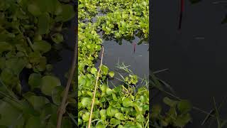 The best way to hook fishing in pond Part1032 shorts [upl. by Culley]