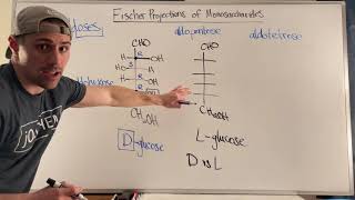 Drawing Fischer Projections amp Terminology of D and L Sugars [upl. by Noj750]