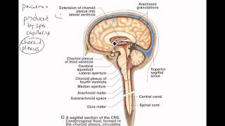 Brain Anatomy Ventricles [upl. by Nujra]