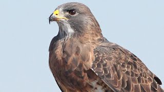 Hawk Sounds  Hawk Sound Effects  Harris Hawk Noises  Hawk Squawking  Hawk Calls No Music [upl. by Nylaf328]