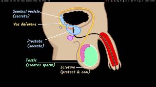 Male reproductive system  Reproduction  Biology class 10  Khan Academy [upl. by Gery]