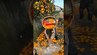 Amazing delicious sweet oranges 🍊🍊 for rural farmers shorts funny harvesting trending ytshort [upl. by Aivilys]