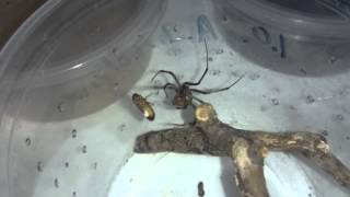 Latrodectus geometricus feeding Brown Widow [upl. by Jasun]