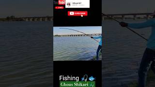 Amazing catfishing videos village fishing Basar Godavari Nadi fishing shortvideo [upl. by Svetlana230]