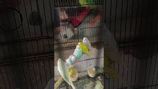 Spangles budgies spangles birds lovebirds lovesigns lovebirdslovers birds [upl. by Adeuga]