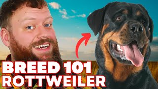 Rottweiler Breed 101 Everything You Need To Know [upl. by Robinson]