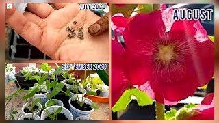 How to grow Hollyhocks from seed [upl. by Dralliw107]