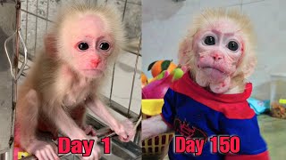 The process of caring for skinny baby monkey AKA [upl. by Ecarret]