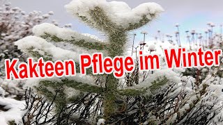 Kakteen im Winter pflegen  Kaktus überwintern Gießen Düngen Standort uvm [upl. by Kreegar]