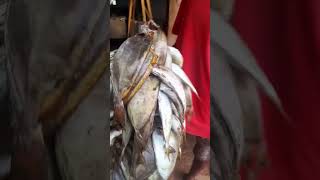 fresh catches shimonifishport mombasafish mombasafishmarket kenya promote smallbusiness men [upl. by Eikcim]