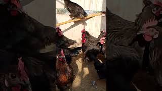 Poultry Farming tipspoultry business plansmurghain palany Ka tarikaShortsShortForyouLive vedio [upl. by Llerdnek]