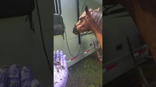 Funny horses reaction to a sheath cleaning and bean removal [upl. by Vudimir]