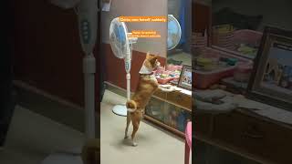 Chintu sees herself suddenly in mirror helpstrays housepets tamilcomedy doglover dogshortslove [upl. by Lunsford]