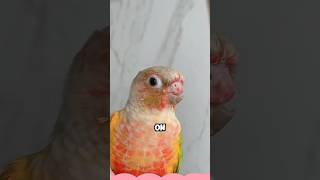 Parrot with beak accidentally caught in door shortvideo animals healing pets birds love [upl. by Aimo]