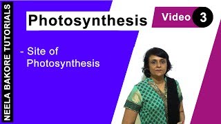 Photosynthesis  NEET  Site of Photosynthesis  Neela Bakore Tutorials [upl. by Leonid]