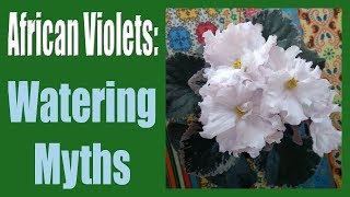 African Violets Top 5 Watering Myths [upl. by Lugo]