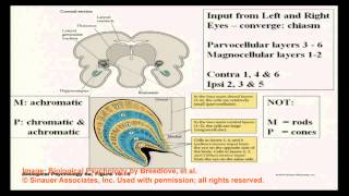 Brain and Behavior  Vision and Visual Perception II [upl. by Ashley]