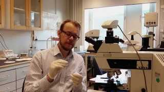 Light Microscope LM demo session [upl. by Anide]