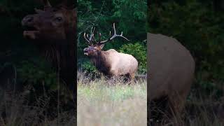 Bull Elk Bugle During the Rut [upl. by Casandra]