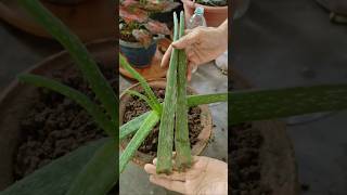 Aloevera Plant Care and Tips 💚✨shorts garden aloevera plants [upl. by Aikrehs]