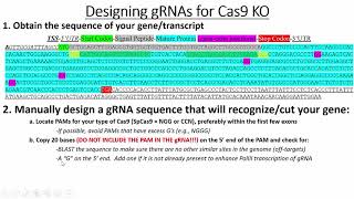 Designing gRNA Oligos to Clone into Cas9 Expression Plasmids for KO Experiments [upl. by Folsom515]