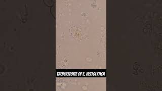 Trophozoite of Entamoeba histolytica [upl. by Kela487]