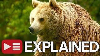 Unedited Footage of a Bear EXPLAINED [upl. by Spitzer]