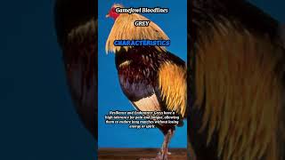 Gamefowl Bloodlines  Grey 2 Characteristics [upl. by Fuller]